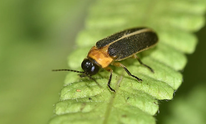 螢火蟲觀賞季節