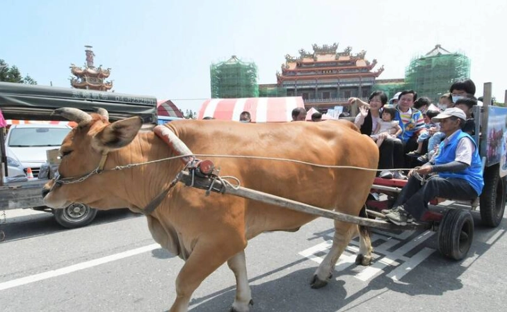 牛車體驗推薦