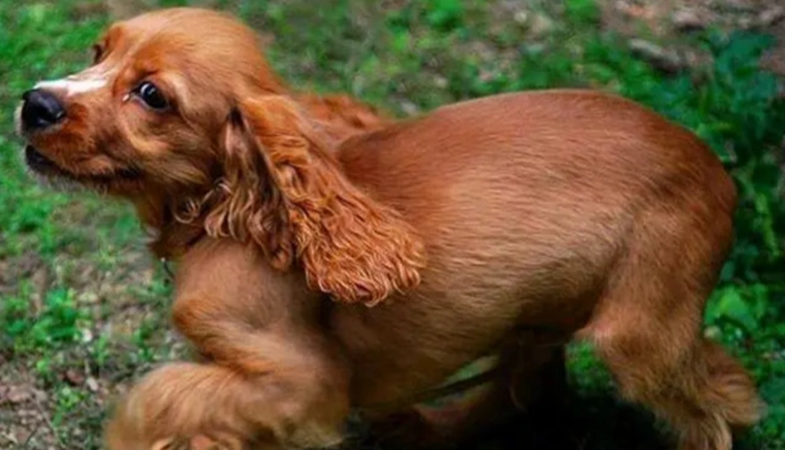 狗狗白内障治療