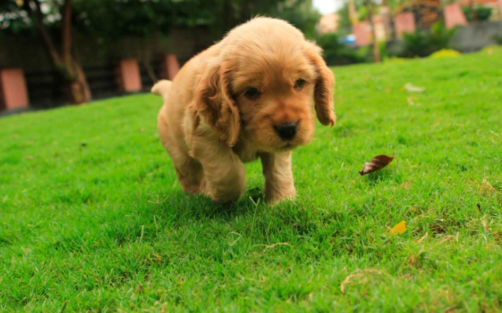 狗狗白内障會好嗎