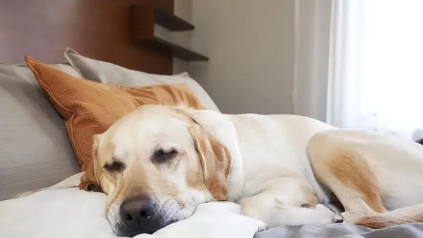 老年犬睡眠問題