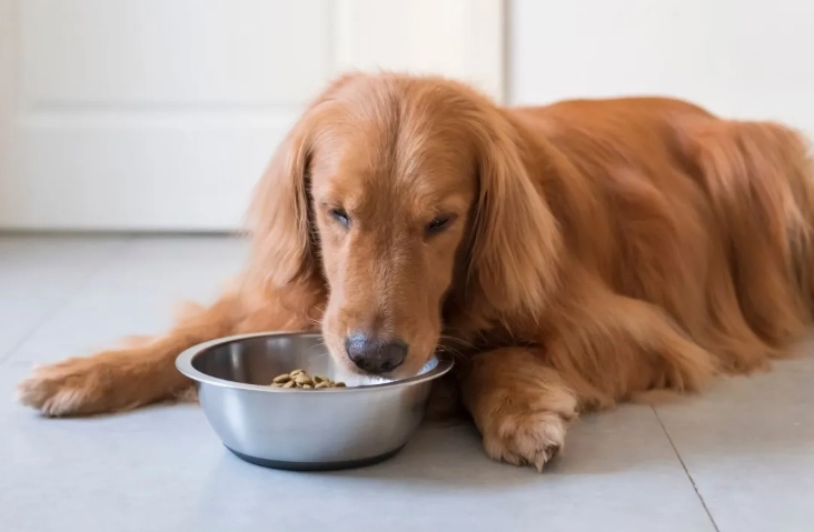 白內障狗狗營養補充