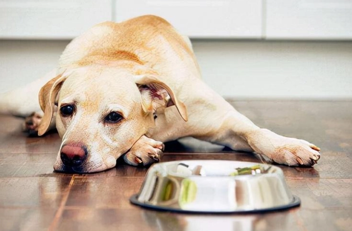 狗狗白內障飲食