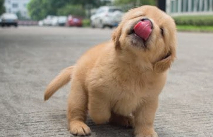 狗狗白内障治療