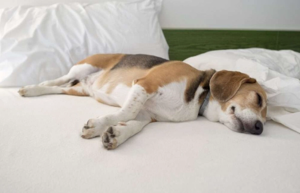 老年犬睡眠問題