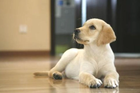 狗狗白内障手術