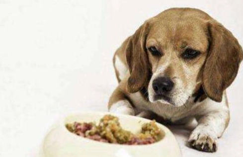 寵物不吃不喝處理