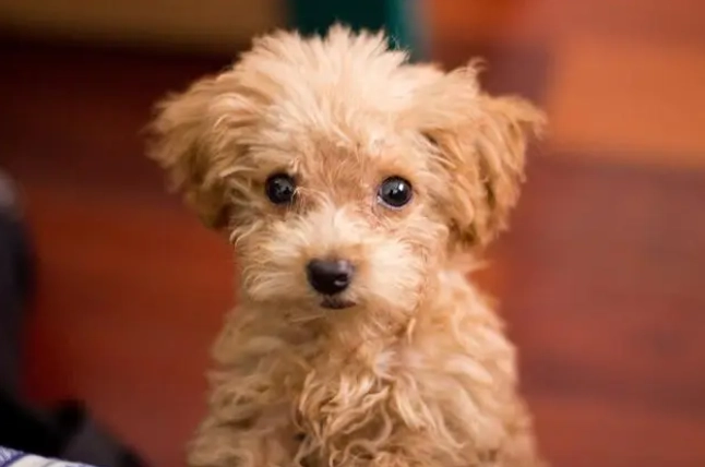 幼犬精神好不吃飯