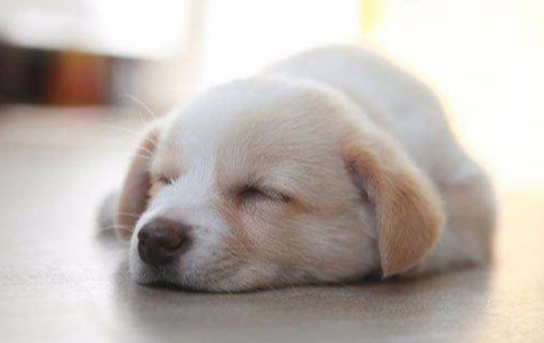幼犬一直睡覺