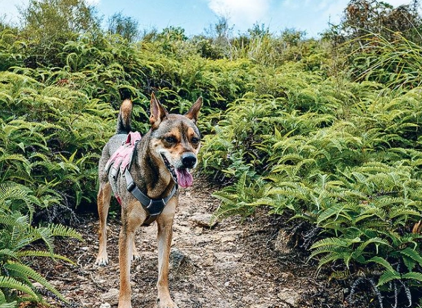 台灣登山帶狗