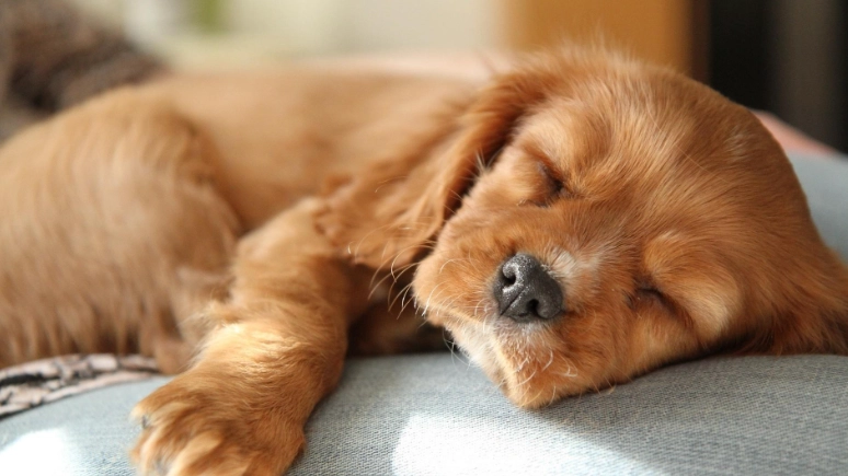 寵物不吃不喝處理