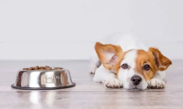 狗狗不吃飯