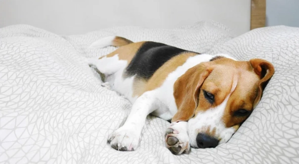 老年犬睡眠問題