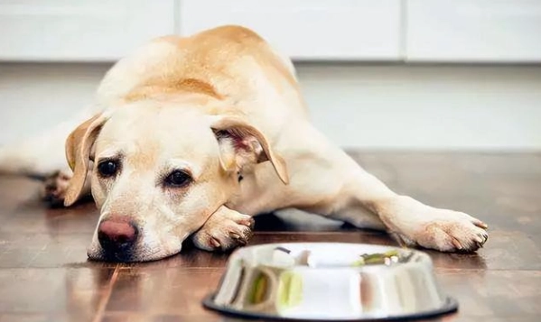 老年犬睡眠問題
