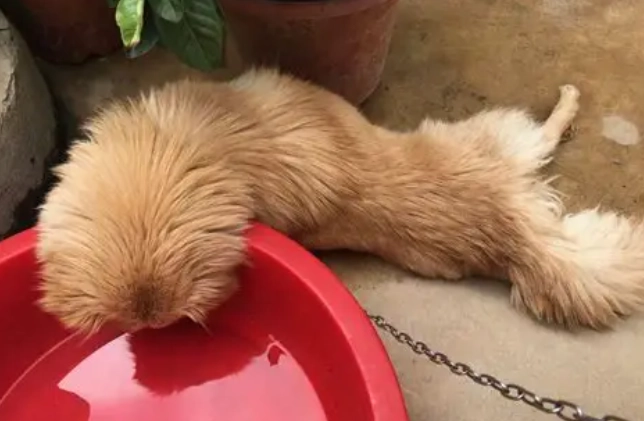 狗狗絕食幾天會死