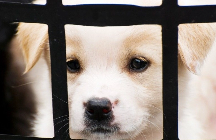 狗狗眼睛保健食品