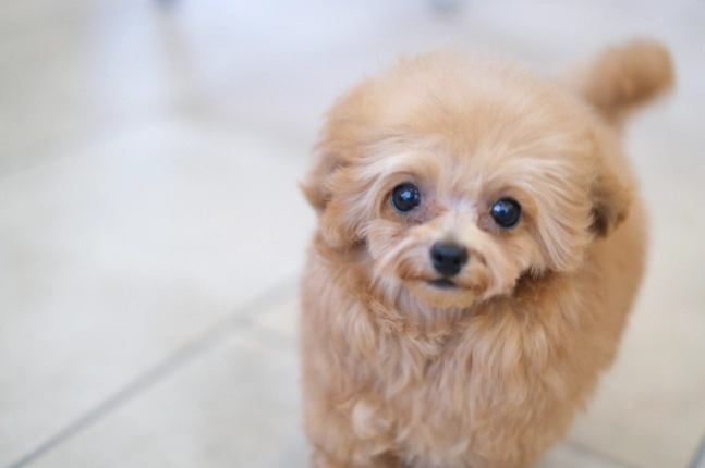 幼犬精神好不吃飯