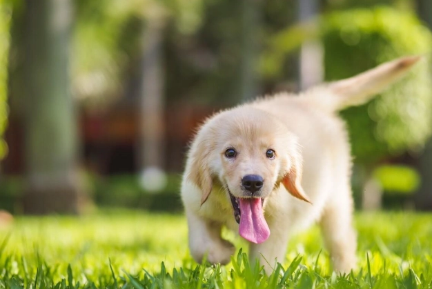 狗狗白内障手術