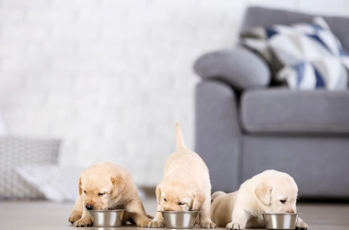 白內障狗狗營養補充