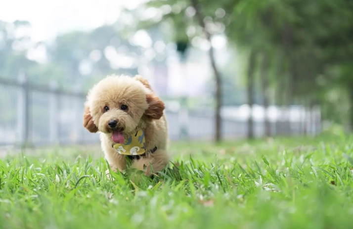 狗狗白内障治療