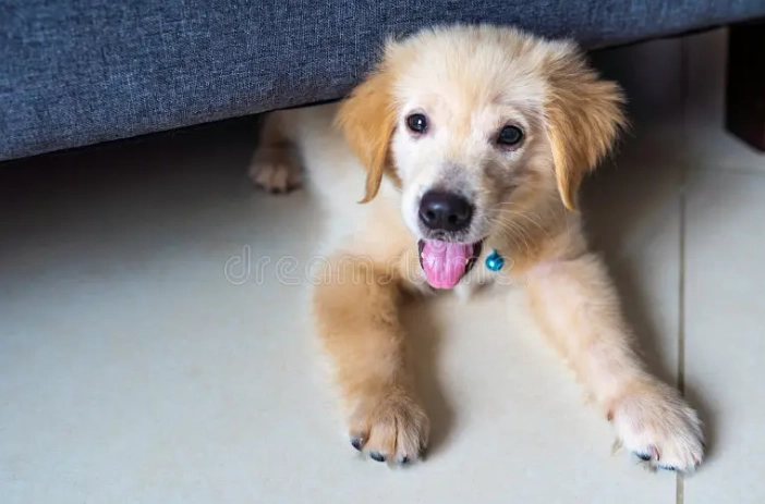 狗狗白内障會好嗎