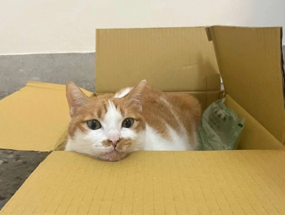 米克斯貓長大的樣子：成長階段、行為變化與照顧指南