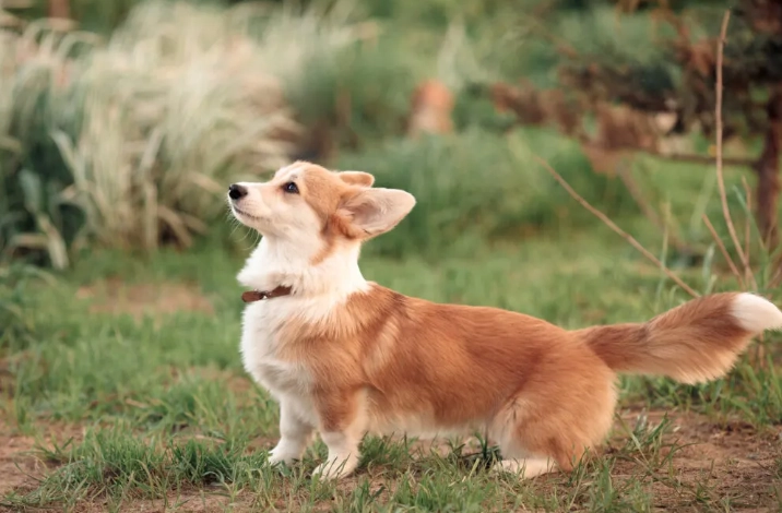 宠物眼药水推薦