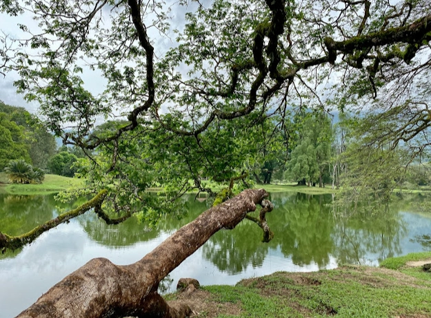 馬來西亞太平美食