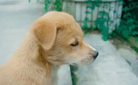 台灣土狗平均壽命