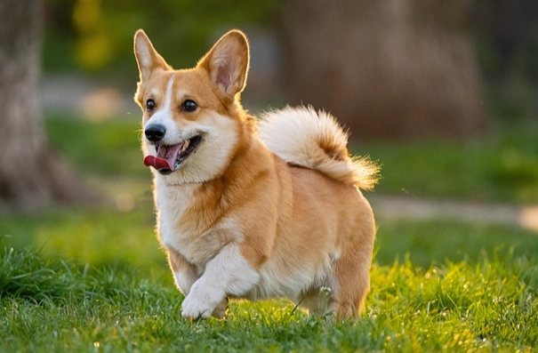 宠物眼药水推薦