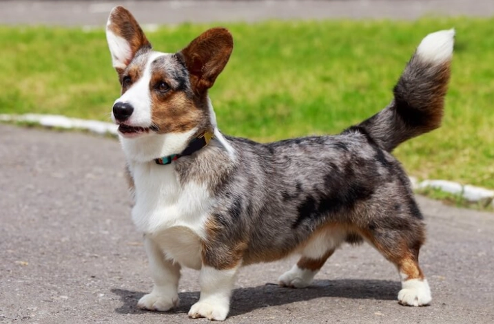 宠物眼药水推薦