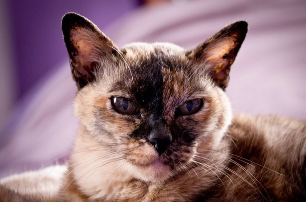 米克斯貓健康問題