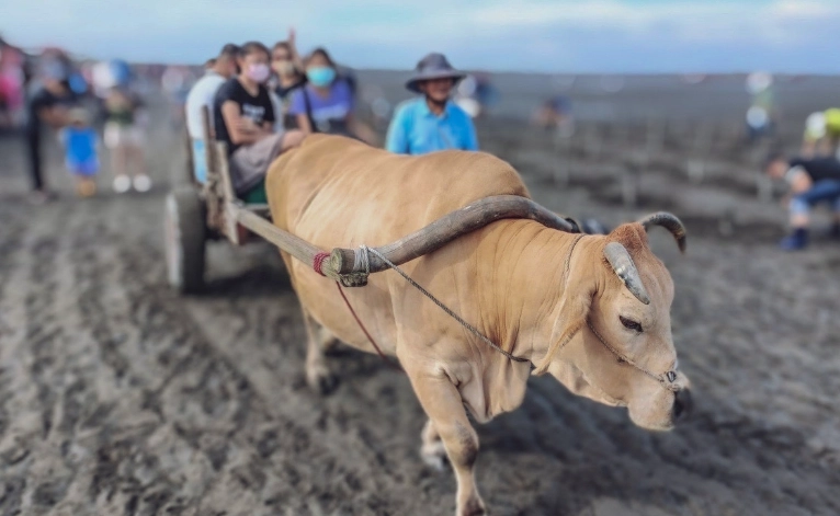 牛車採蚵行程規劃