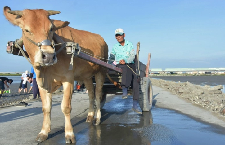 牛車採蚵行程規劃