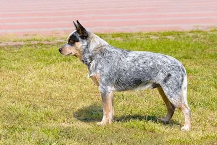 宠物眼药水推薦