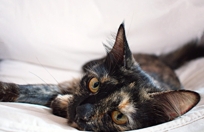 米克斯貓健康問題