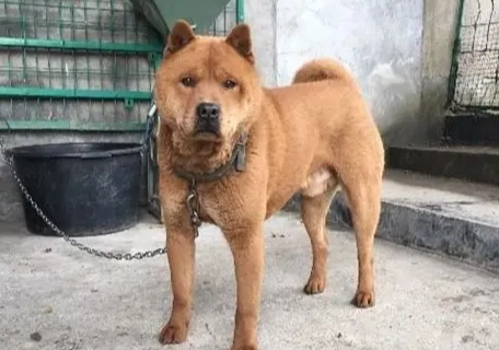 台灣土狗平均壽命