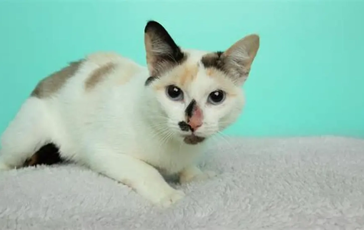 領養米克斯貓注意事項