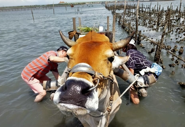 彰化王功採蚵體驗