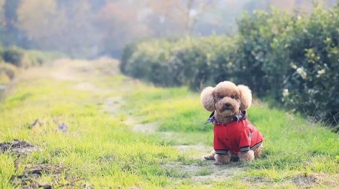 台北寵物友善景點