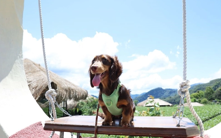 阿里山寵物友善旅遊全攻略：帶毛孩上山必看指南