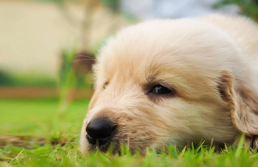 狗狗眼球摘除手術