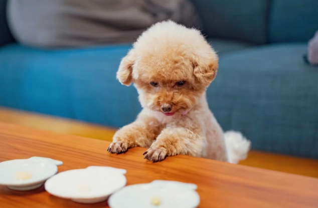 幼犬不吃飯精神很好