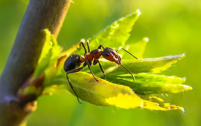 紅螞蟻生態世界的評論