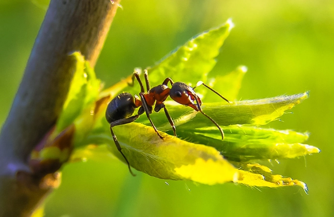 紅螞蟻生態世界的評論：真實體驗、門票資訊與完整攻略