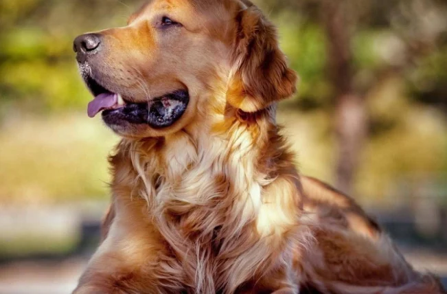 狗狗沒有食慾怎麼辦