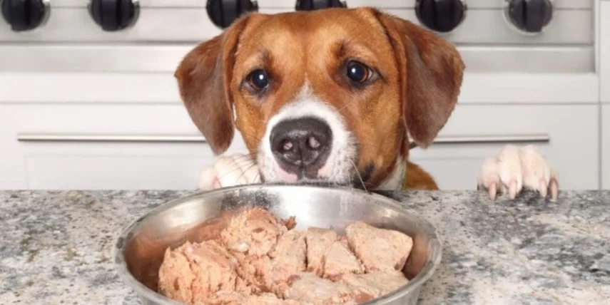 狗狗不吃飼料只吃肉