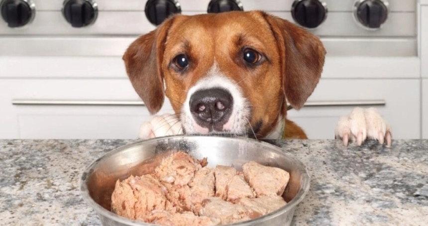 狗狗不吃飼料只吃肉怎麼辦？專家教你5個方法讓狗狗愛上飼料