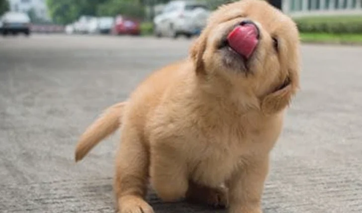 狗狗白內障會好嗎