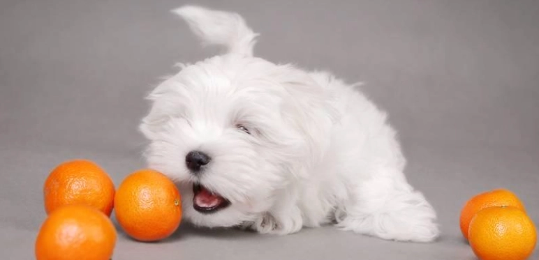 狗狗可以吃的蔬菜水果